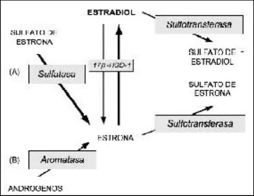 Figura 2 del artículo