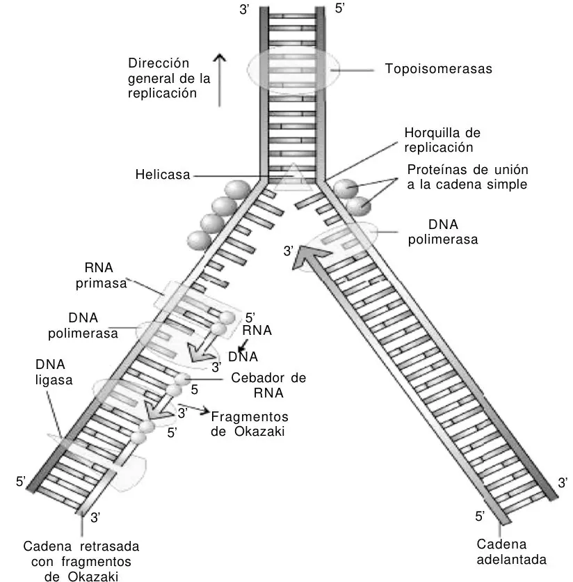 Figura 4 del artículo