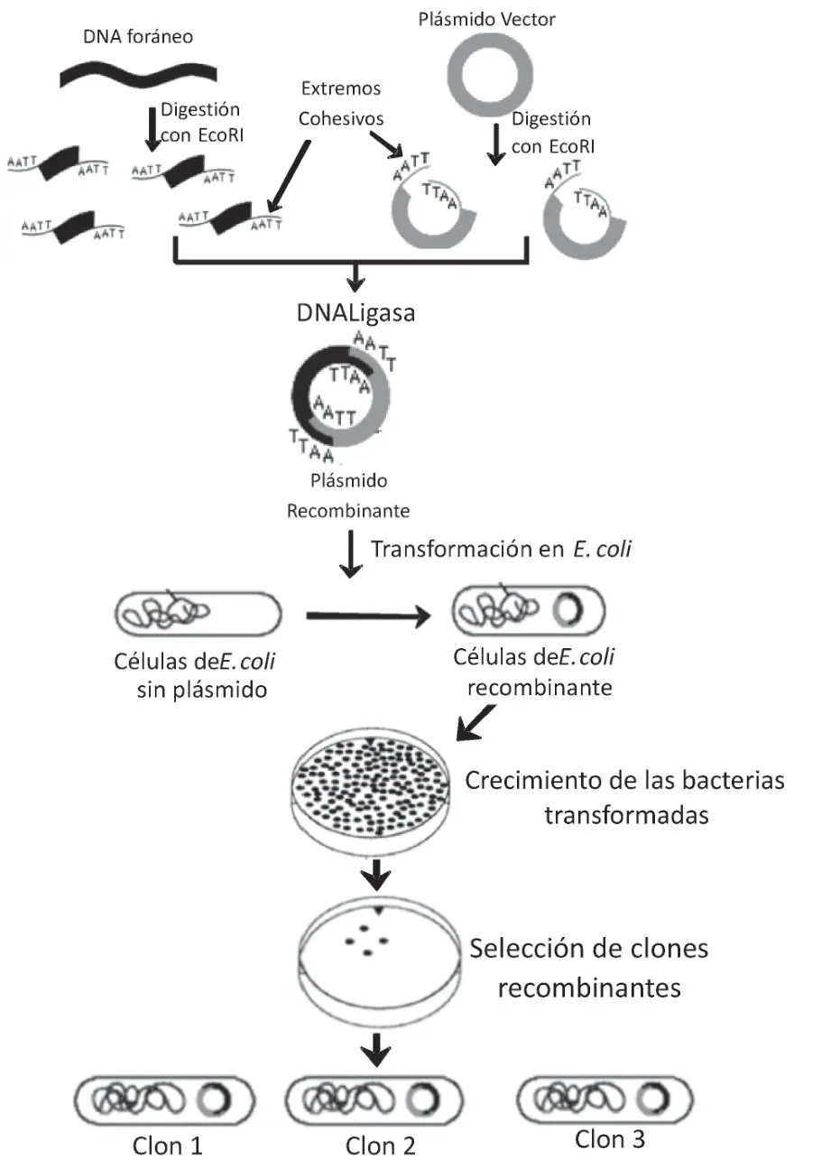 Figura 6 del artículo
