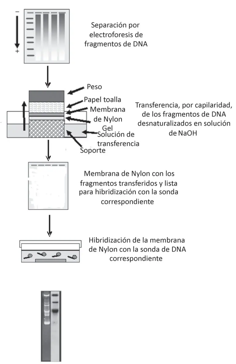 Figura 9 del artículo