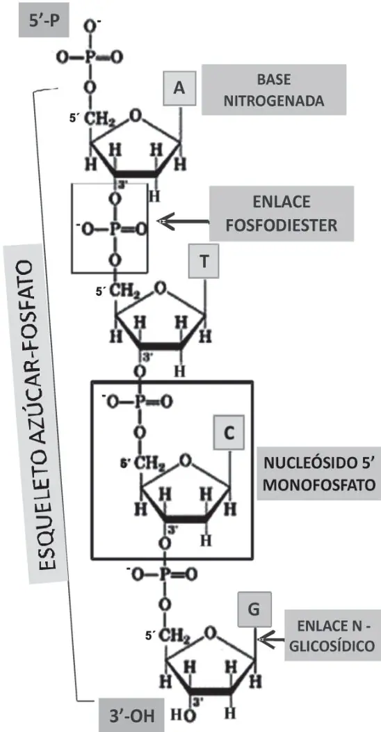 Figura 1 del artículo