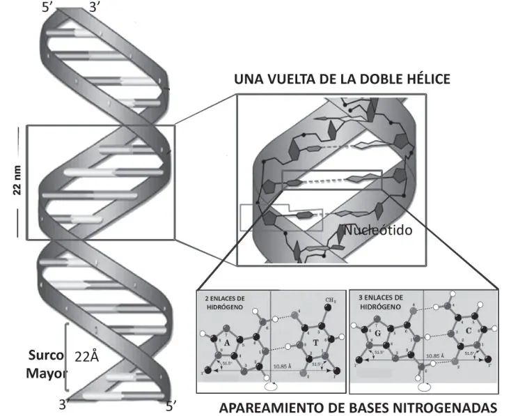 Figura 2 del artículo