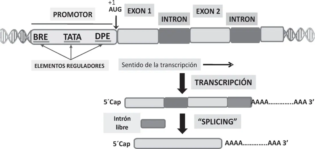 Figura 3 del artículo