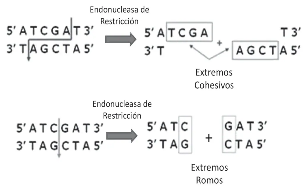 Figura 4 del artículo