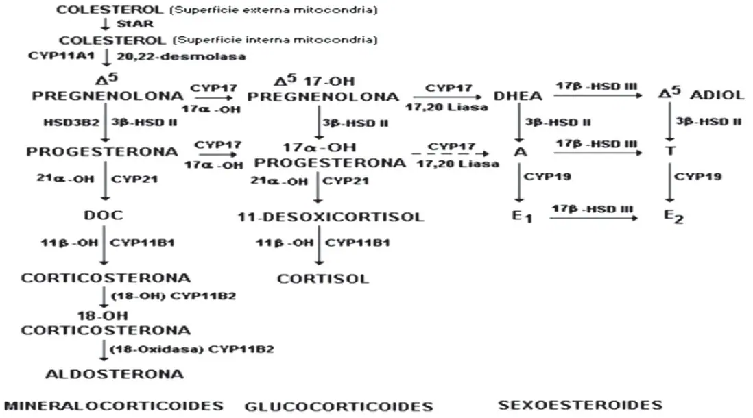 Figura 3 del artículo